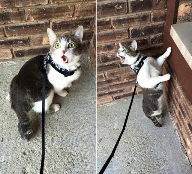 Funny Cats (20 pics)