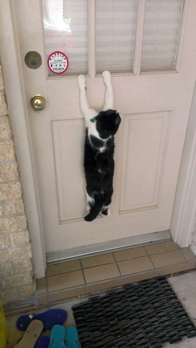 Funny Cats (20 pics)