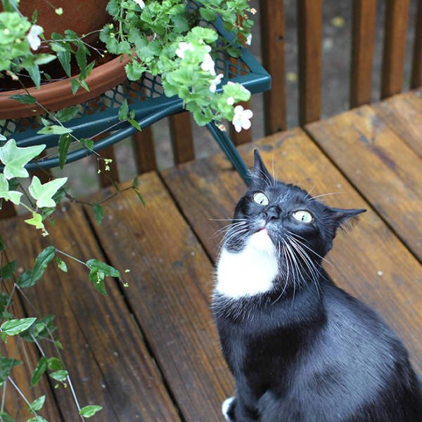 Funny Cats (20 pics)