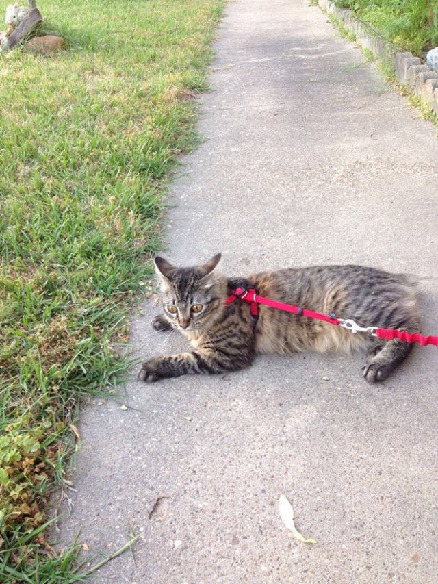 Funny Cats (20 pics)