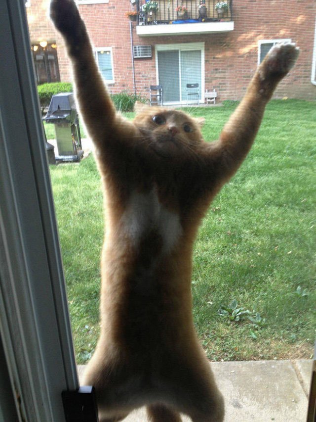 Funny Cats (20 pics)