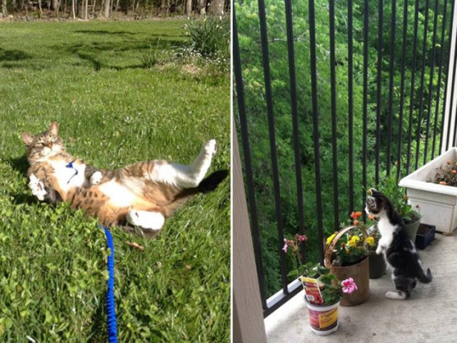 Funny Cats (20 pics)