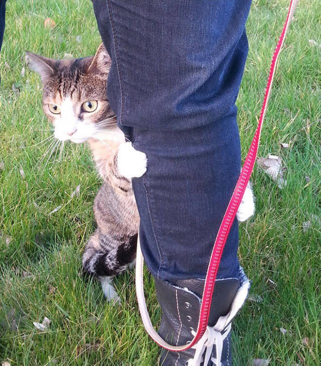 Funny Cats (20 pics)