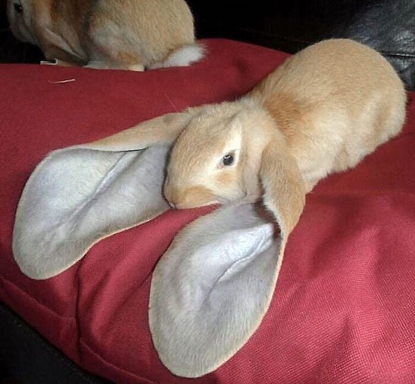 Unusual Genetic Features (34 pics)