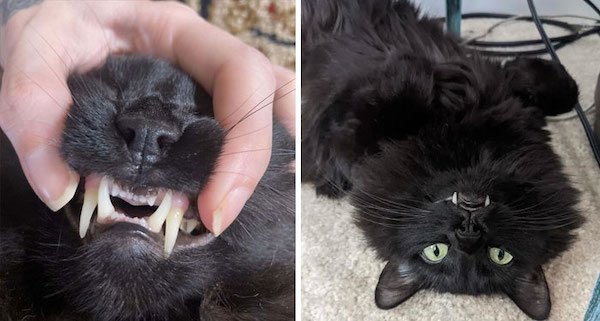 Unusual Genetic Features (34 pics)
