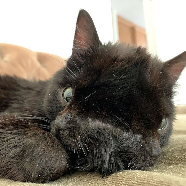 Unusual Genetic Features (34 pics)