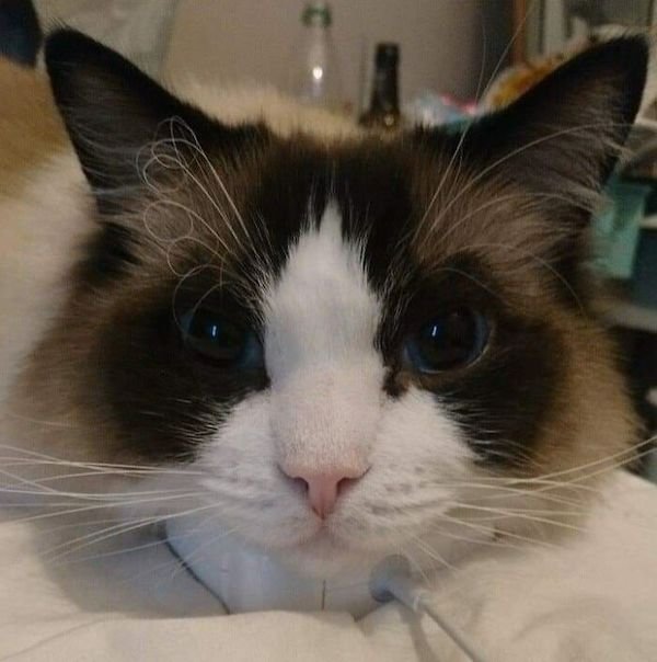 Unusual Genetic Features (34 pics)
