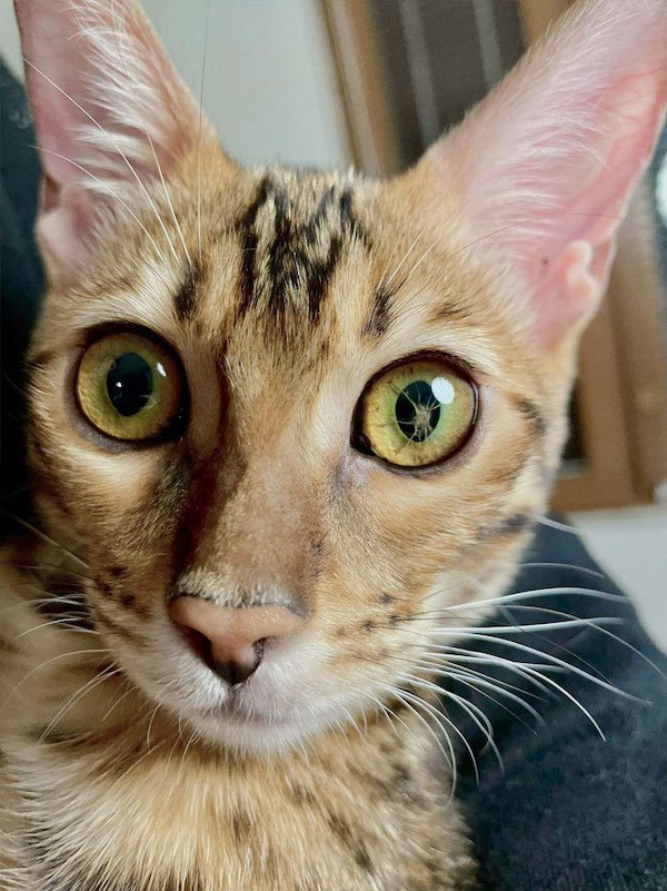 Unusual Genetic Features (34 pics)