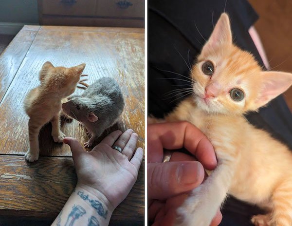 Unusual Genetic Features (34 pics)