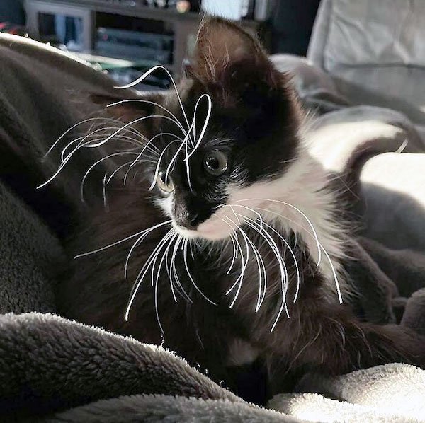 Unusual Genetic Features (34 pics)