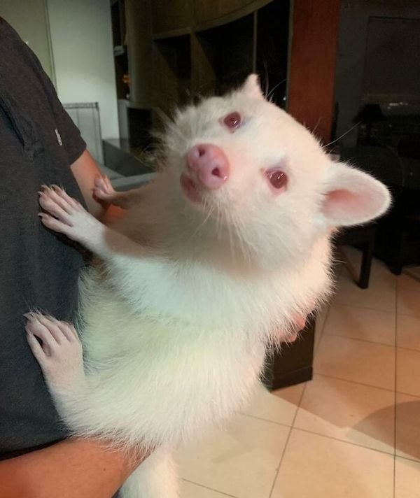Unusual Genetic Features (34 pics)