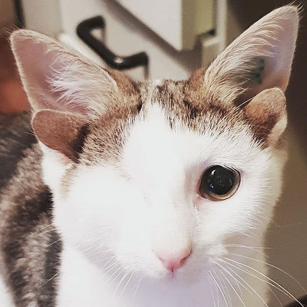 Unusual Genetic Features (34 pics)