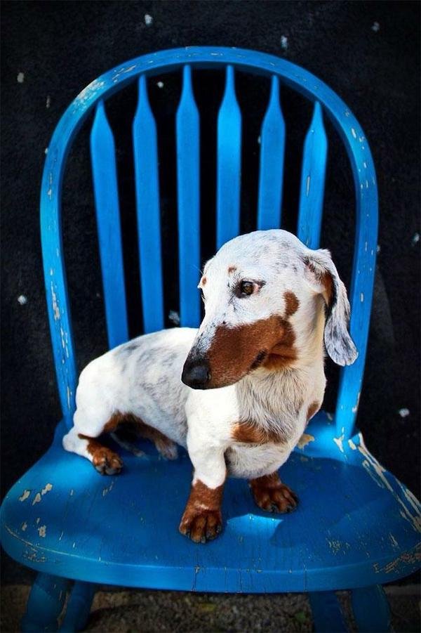 Unusual Genetic Features (34 pics)