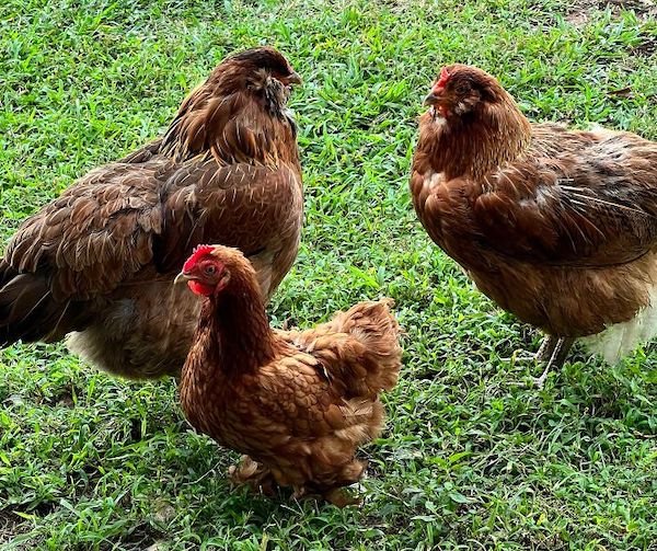 Unusual Genetic Features (34 pics)
