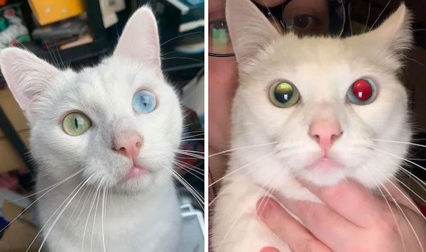 Unusual Genetic Features (34 pics)