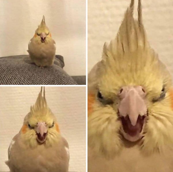 Animals That Came To The Dark Side (44 pics)