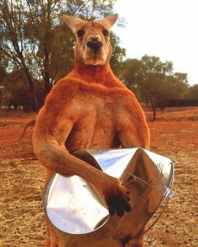 Animals That Came To The Dark Side (44 pics)
