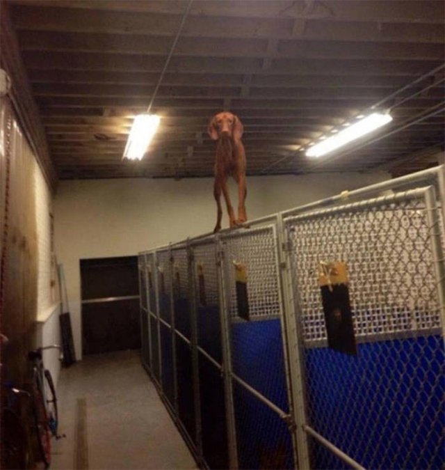 Animals That Came To The Dark Side (44 pics)