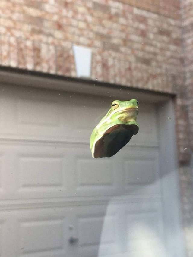 Animals That Came To The Dark Side (44 pics)