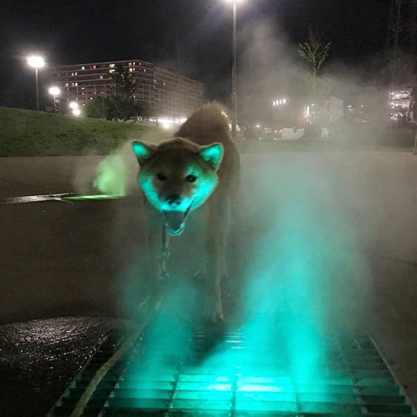 Animals That Came To The Dark Side (44 pics)