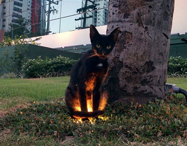 Animals That Came To The Dark Side (44 pics)