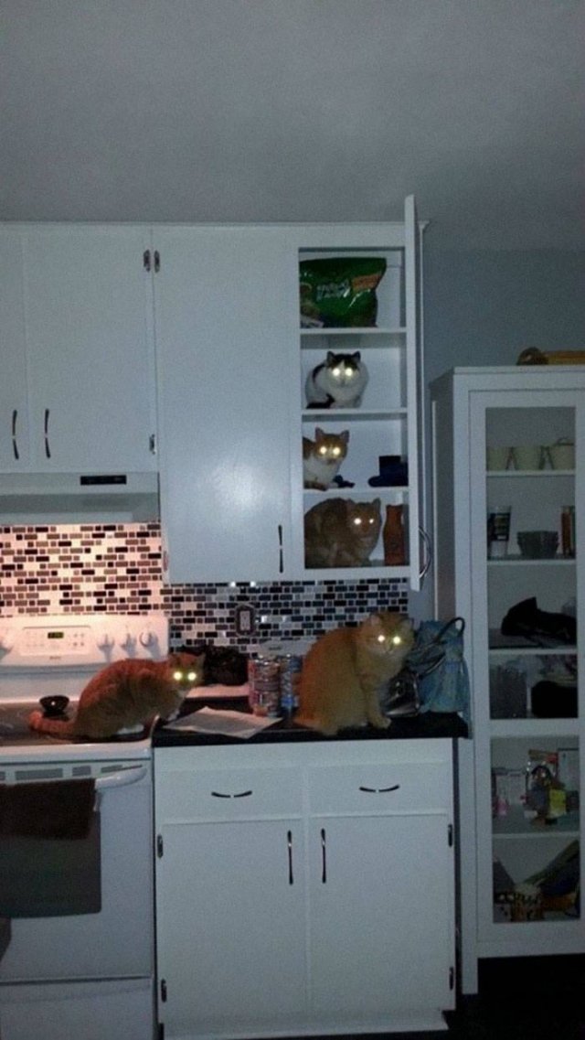 Animals That Came To The Dark Side (44 pics)