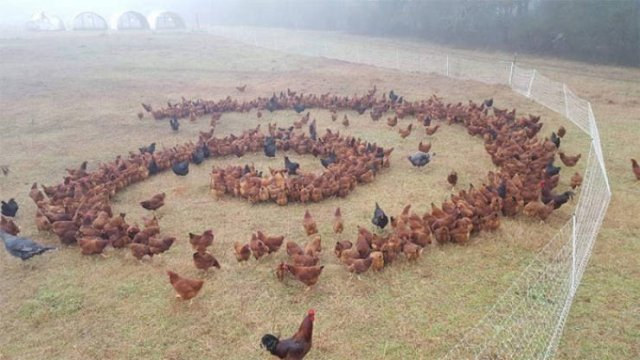 Animals That Came To The Dark Side (44 pics)
