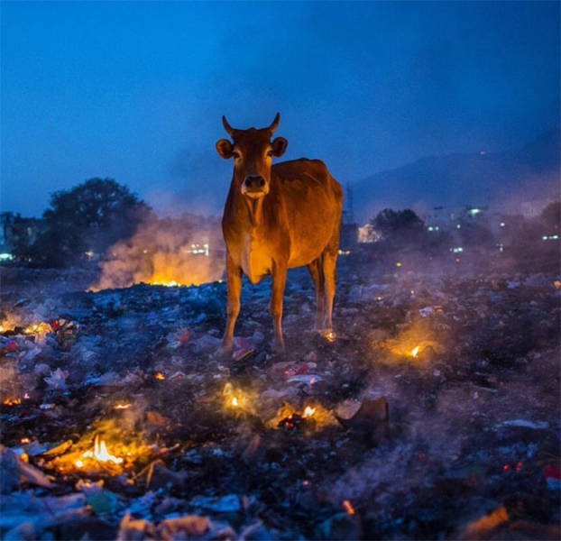 Animals That Came To The Dark Side (44 pics)