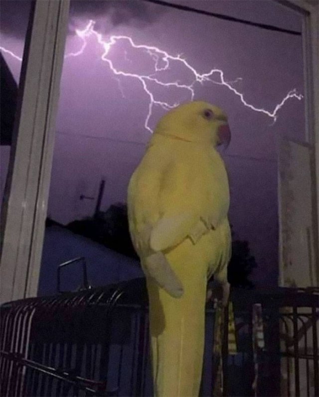 Animals That Came To The Dark Side (44 pics)