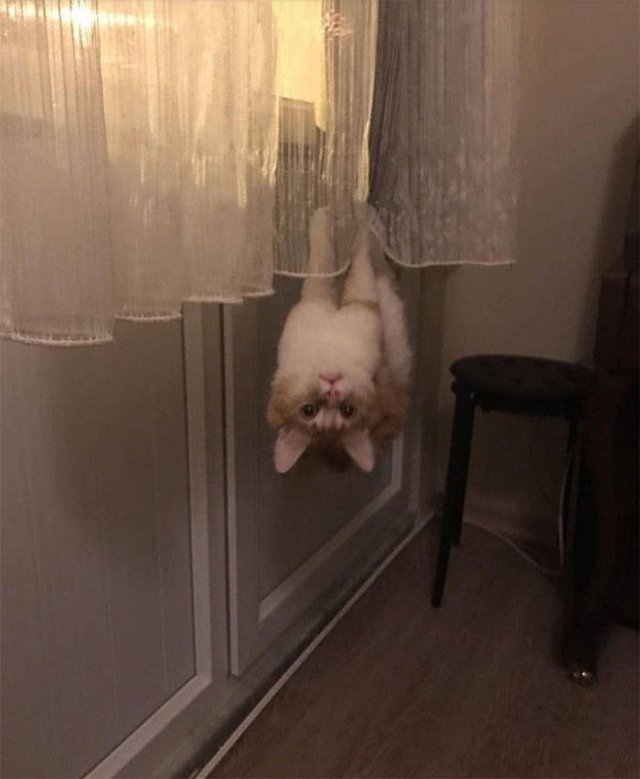 Animals That Came To The Dark Side (44 pics)
