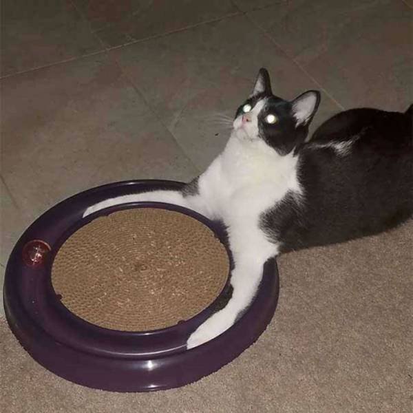 Animals That Came To The Dark Side (44 pics)
