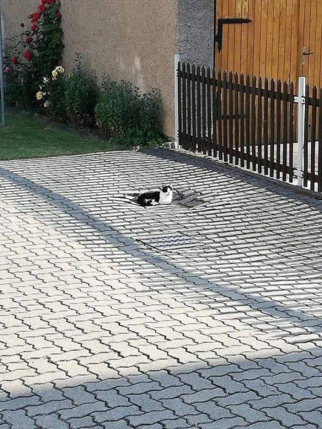 Animals That Came To The Dark Side (44 pics)