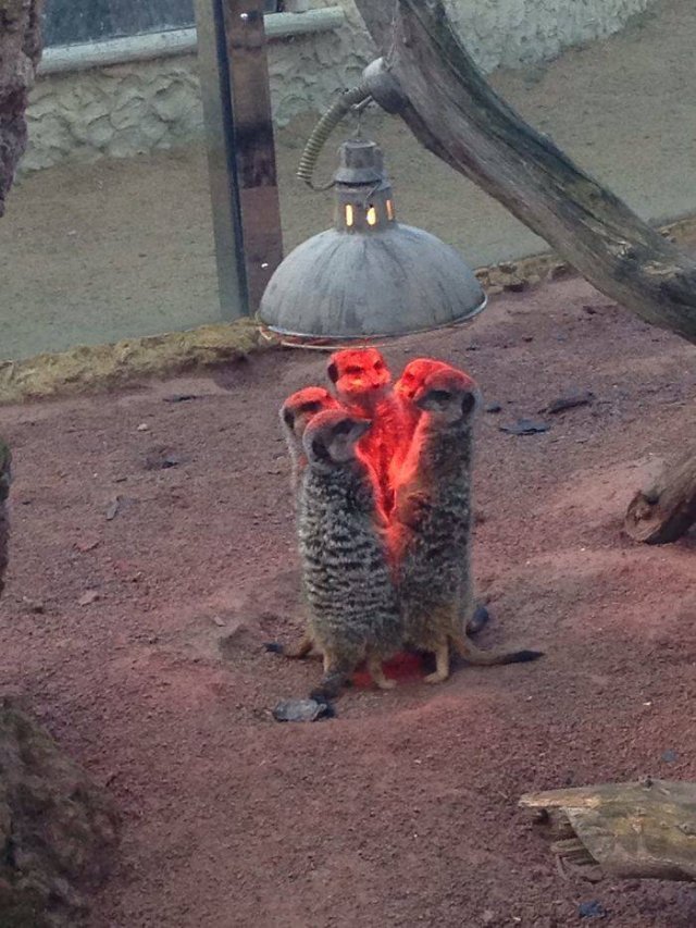 Animals That Came To The Dark Side (44 pics)