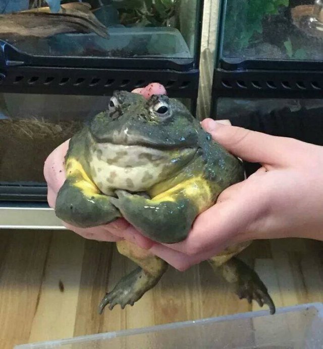 Animals That Came To The Dark Side (44 pics)
