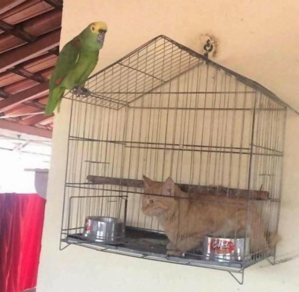 Animals That Came To The Dark Side (44 pics)