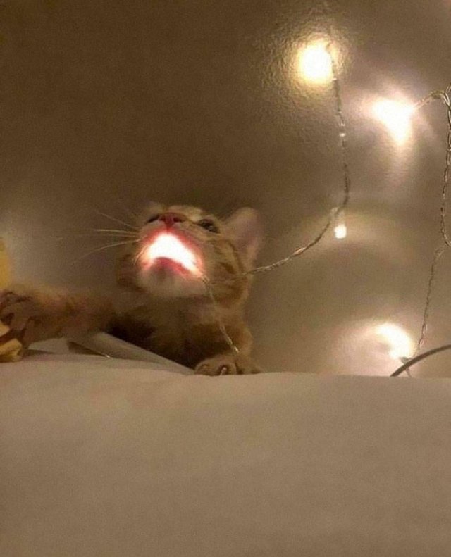 Animals That Came To The Dark Side (44 pics)