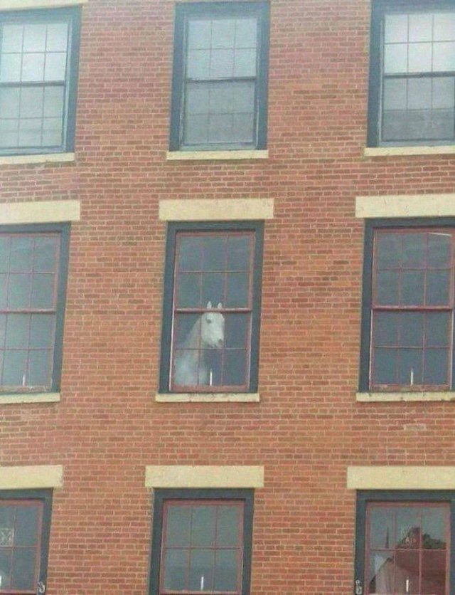Animals That Came To The Dark Side (44 pics)