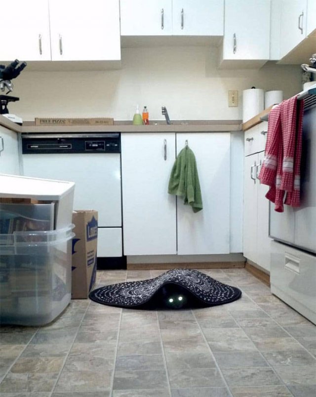 Animals That Came To The Dark Side (44 pics)