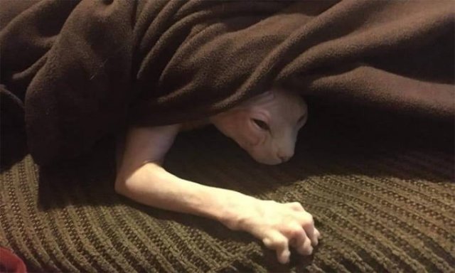 Animals That Came To The Dark Side (44 pics)
