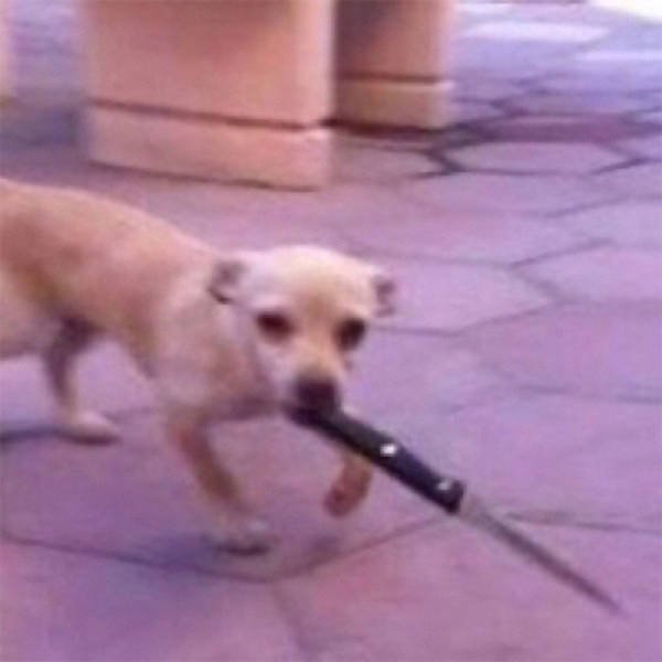 Animals That Came To The Dark Side (44 pics)