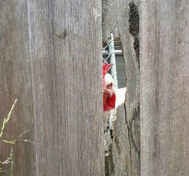Animals That Came To The Dark Side (44 pics)
