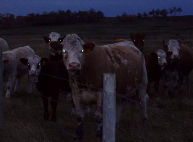 Animals That Came To The Dark Side (44 pics)