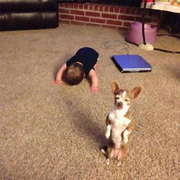Animals That Came To The Dark Side (44 pics)