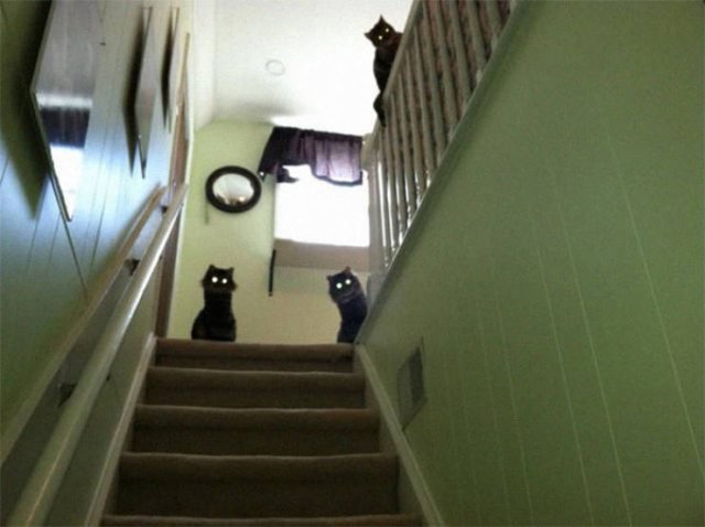 Animals That Came To The Dark Side (44 pics)