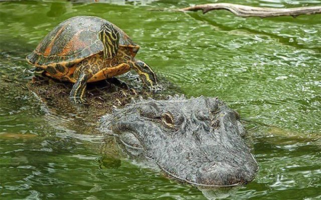 Animals That Came To The Dark Side (44 pics)