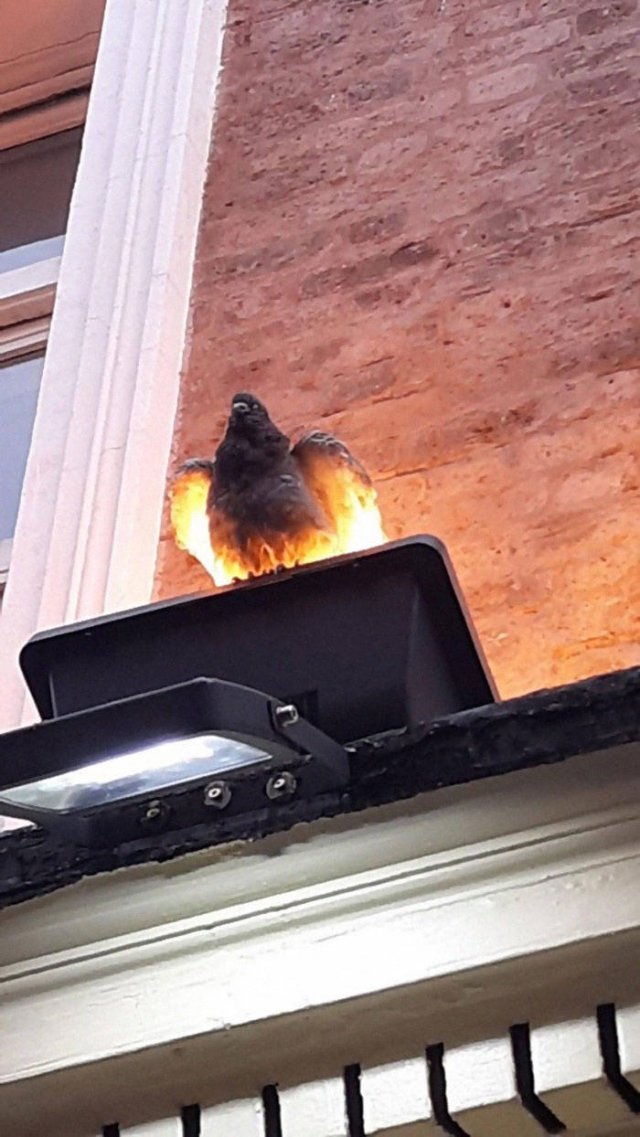Animals That Came To The Dark Side (44 pics)