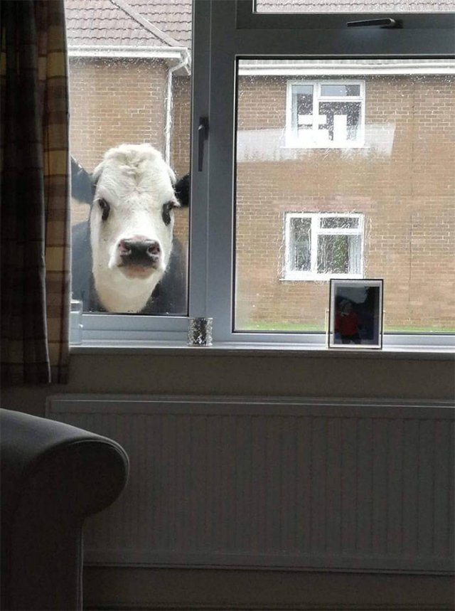 Animals That Came To The Dark Side (44 pics)