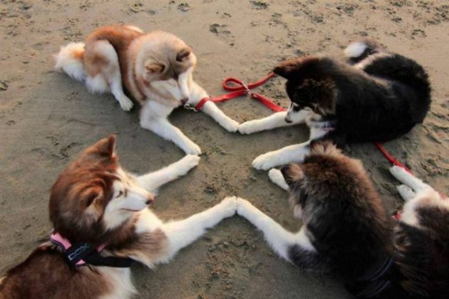 Animals That Came To The Dark Side (44 pics)