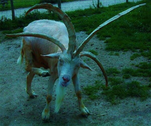 Animals That Came To The Dark Side (44 pics)