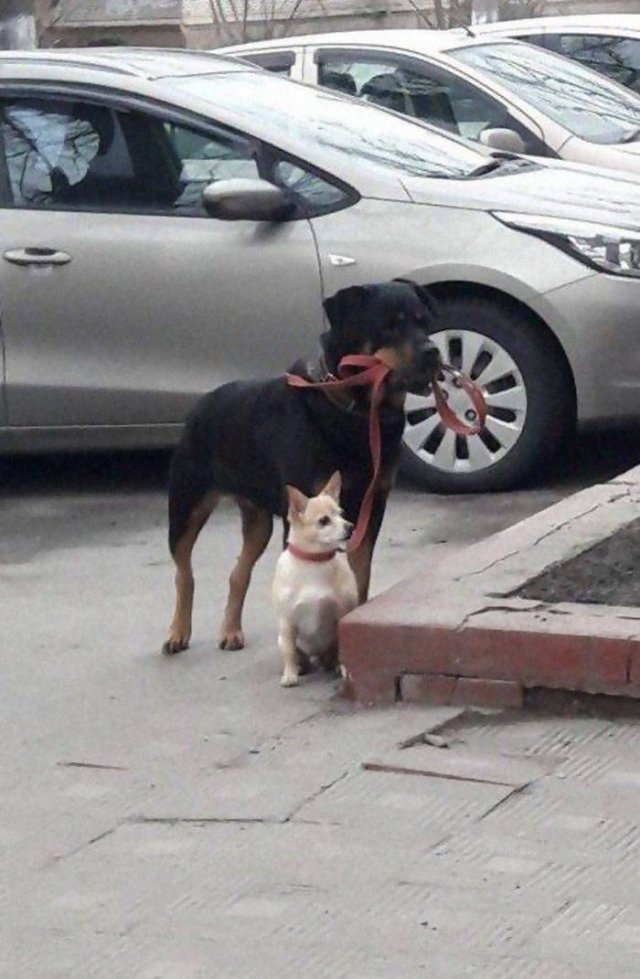 Animals That Came To The Dark Side (44 pics)